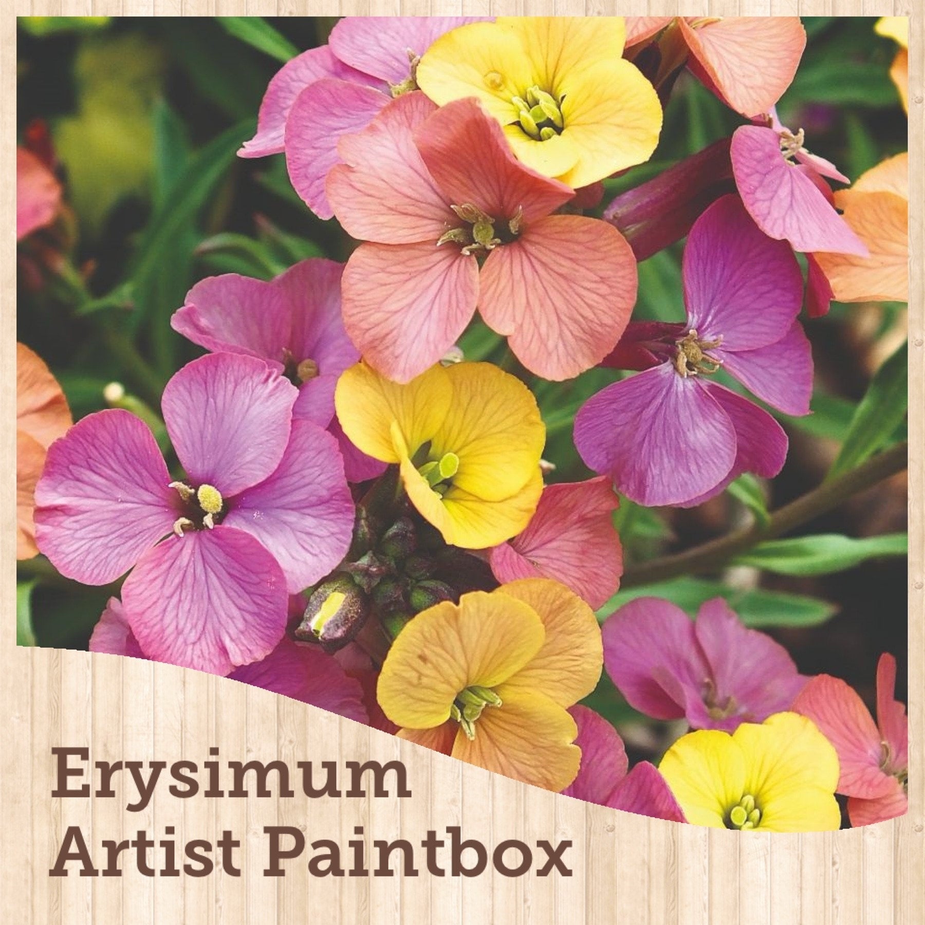 Erysimum Artist Paintbox Wallflower Debs Greenhouse Garden Centre