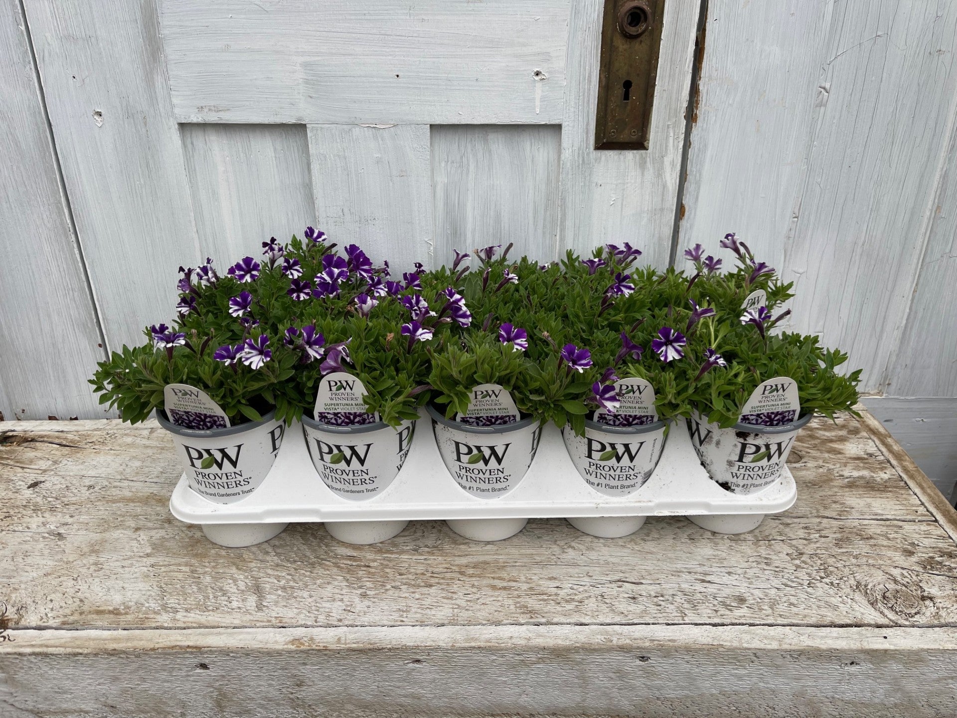 Supertunia Mini Vista® Violet Star Petunia Tray of 10 | Debs