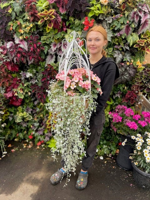 ギヨー　エクストラ　LA COUR Trailing Vines | Debs Greenhouse Garden Centre