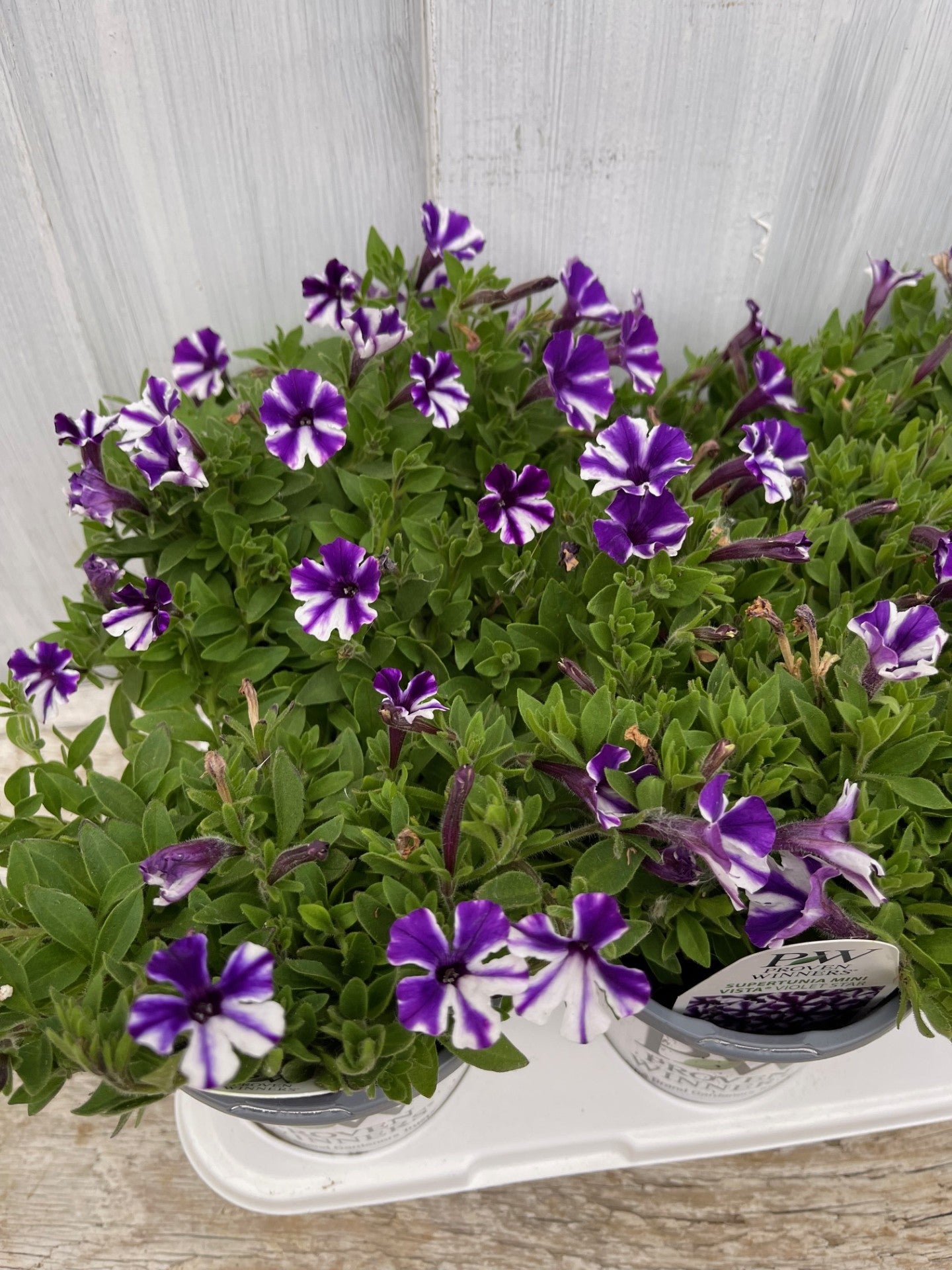 Supertunia Mini Vista® Violet Star Petunia Tray of 10 | Debs