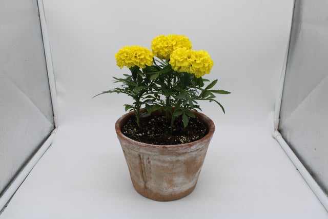 Marigold 2025 | Debs Greenhouse Garden Centre