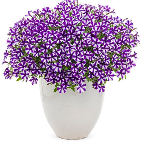 Supertunia Mini Vista® Violet Star Petunia Tray of 10 | Debs