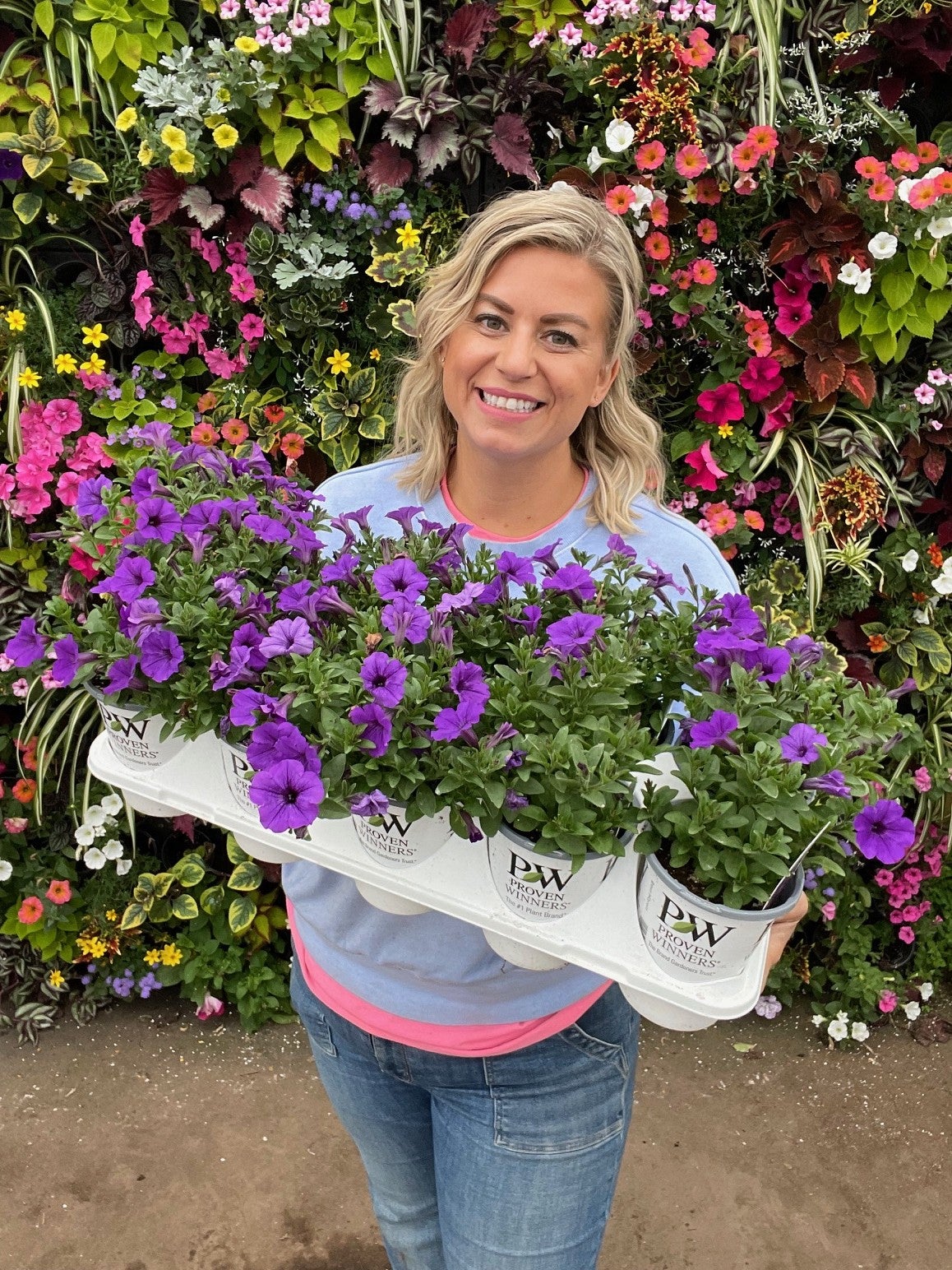 Supertunia Mini Vista® Indigo Petunia Tray of 10 | Debs Greenhouse