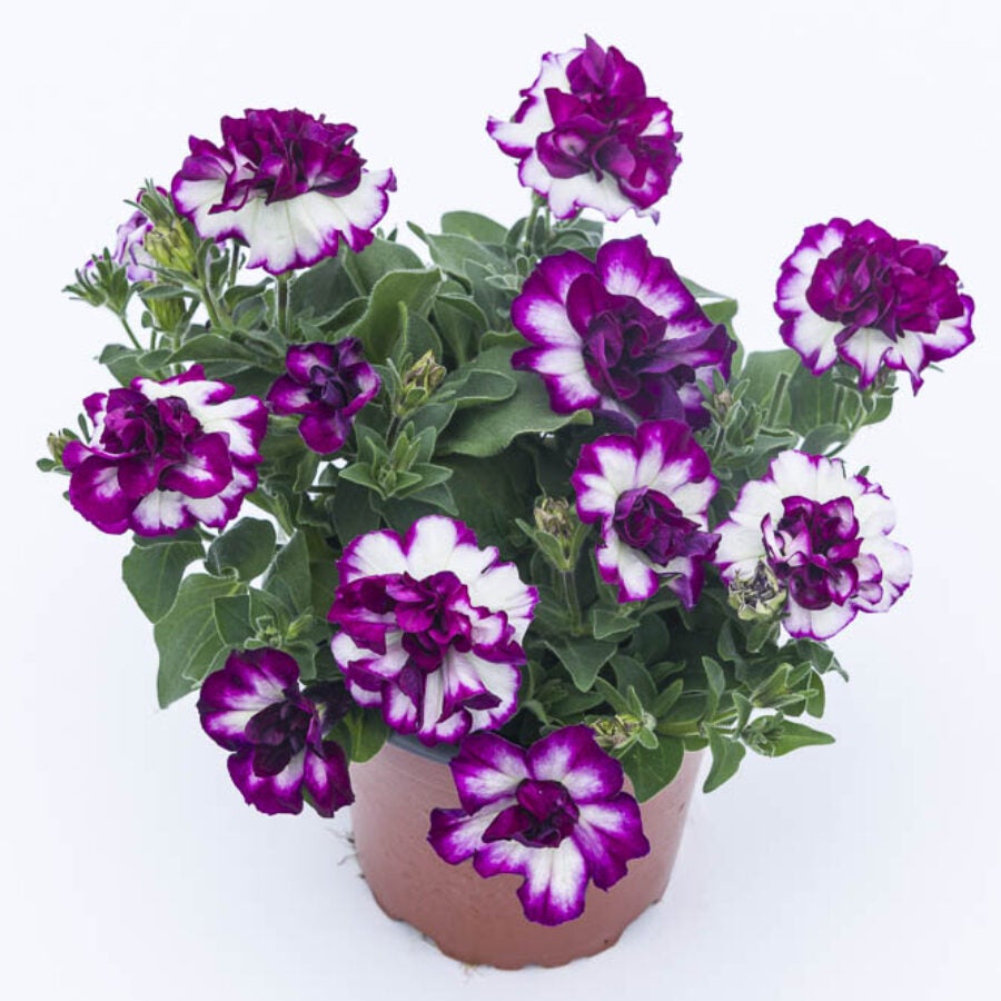 Petunia Double Tumbelina Compact Nicola | Debs Greenhouse Garden Centre