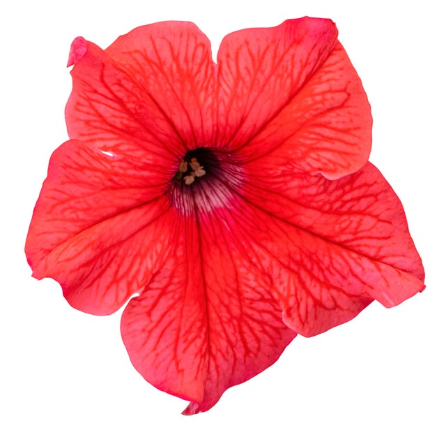 ♡ Petunia Petunia Supertunias by Proven Winners 2025 | Debs Greenhouse