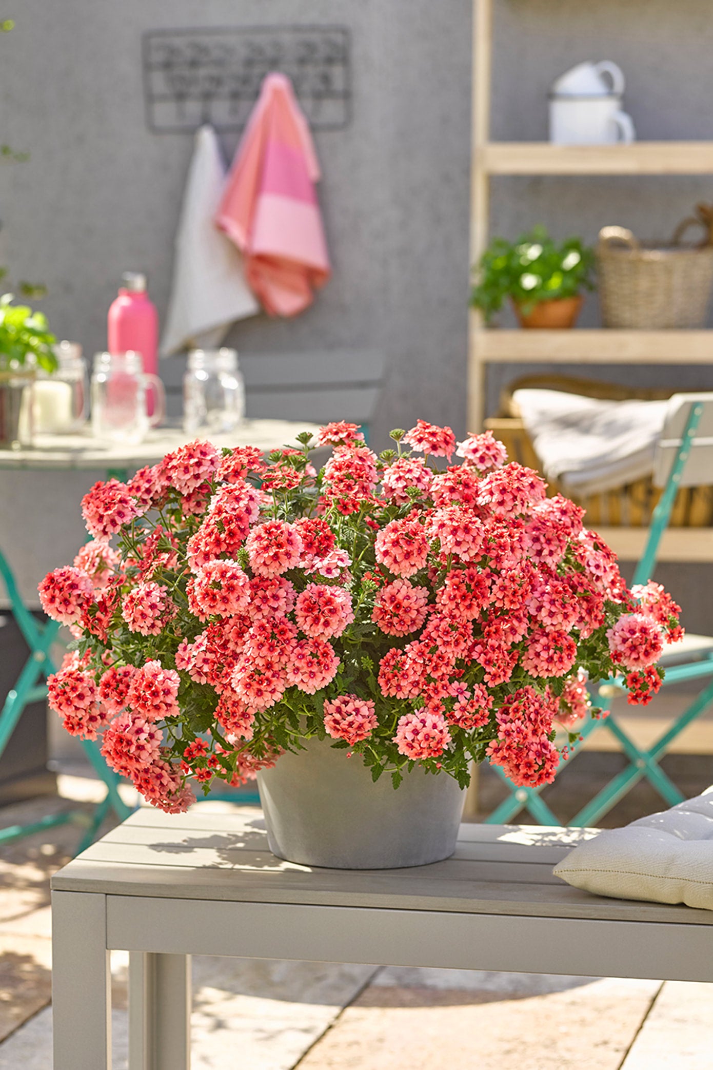 Verbena Estrella Lobsterfest | Debs Greenhouse Garden Centre