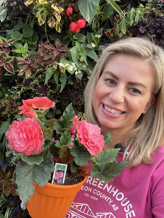 Begonias 2026 | Debs Greenhouse Garden Centre