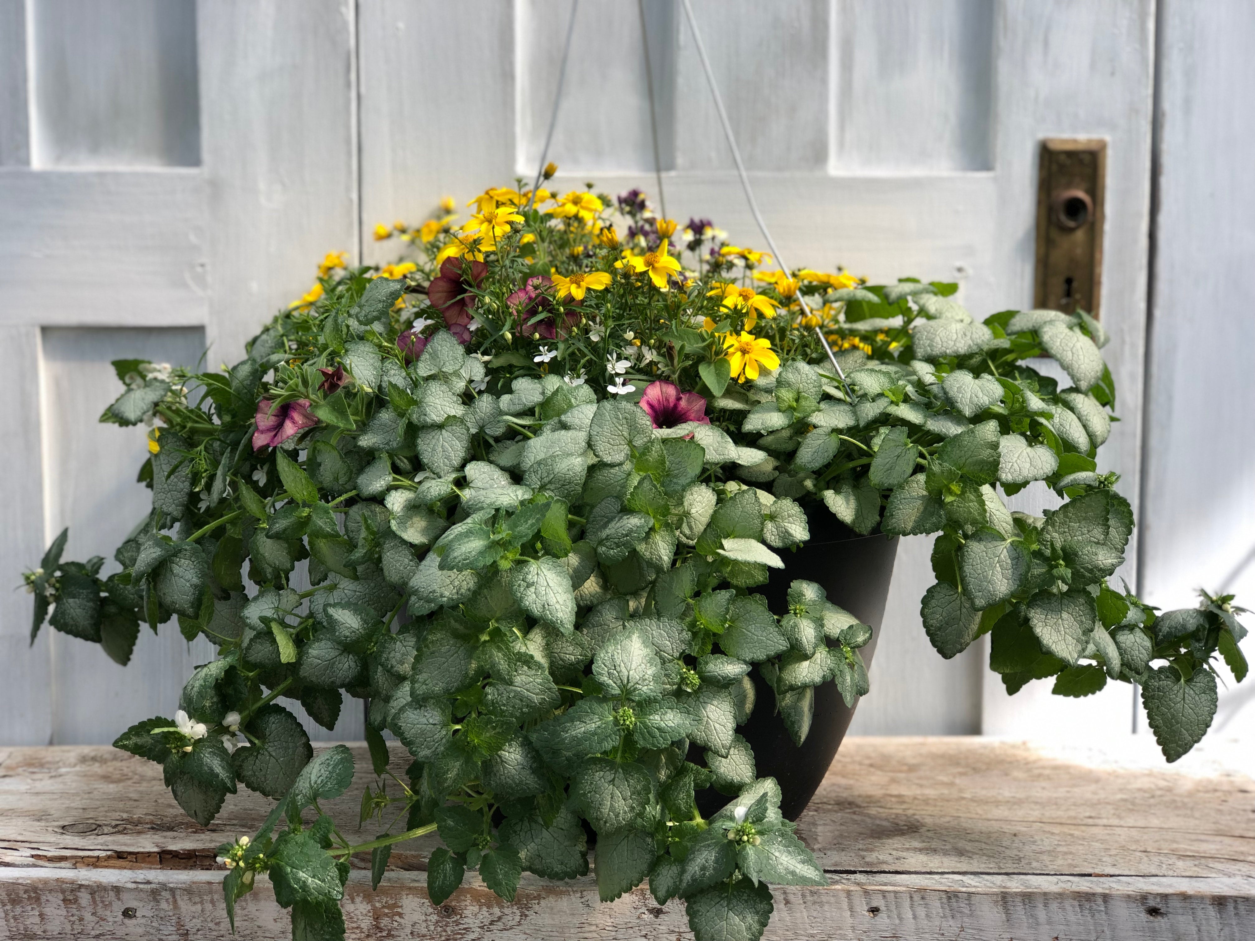 Lamium White Nancy | Debs Greenhouse Garden Centre