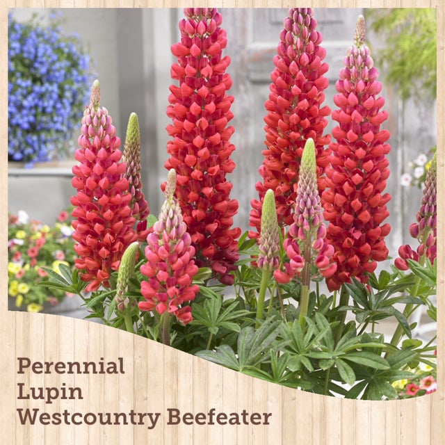 Perennials 2026 | Debs Greenhouse Garden Centre