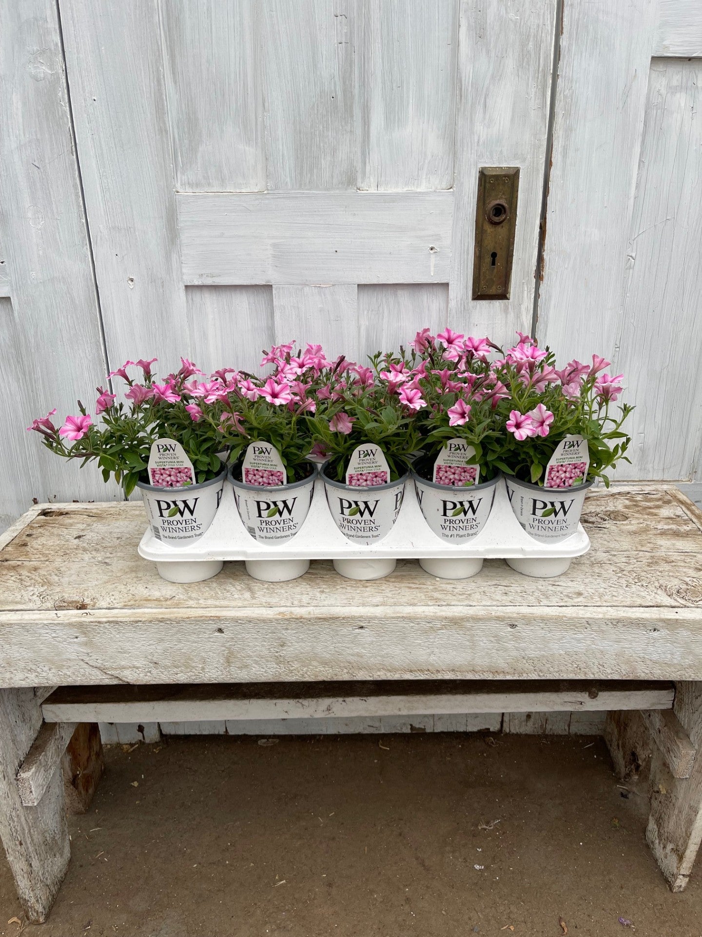 Supertunia Mini Vista® Pink Star Petunia Tray of 10 | Debs