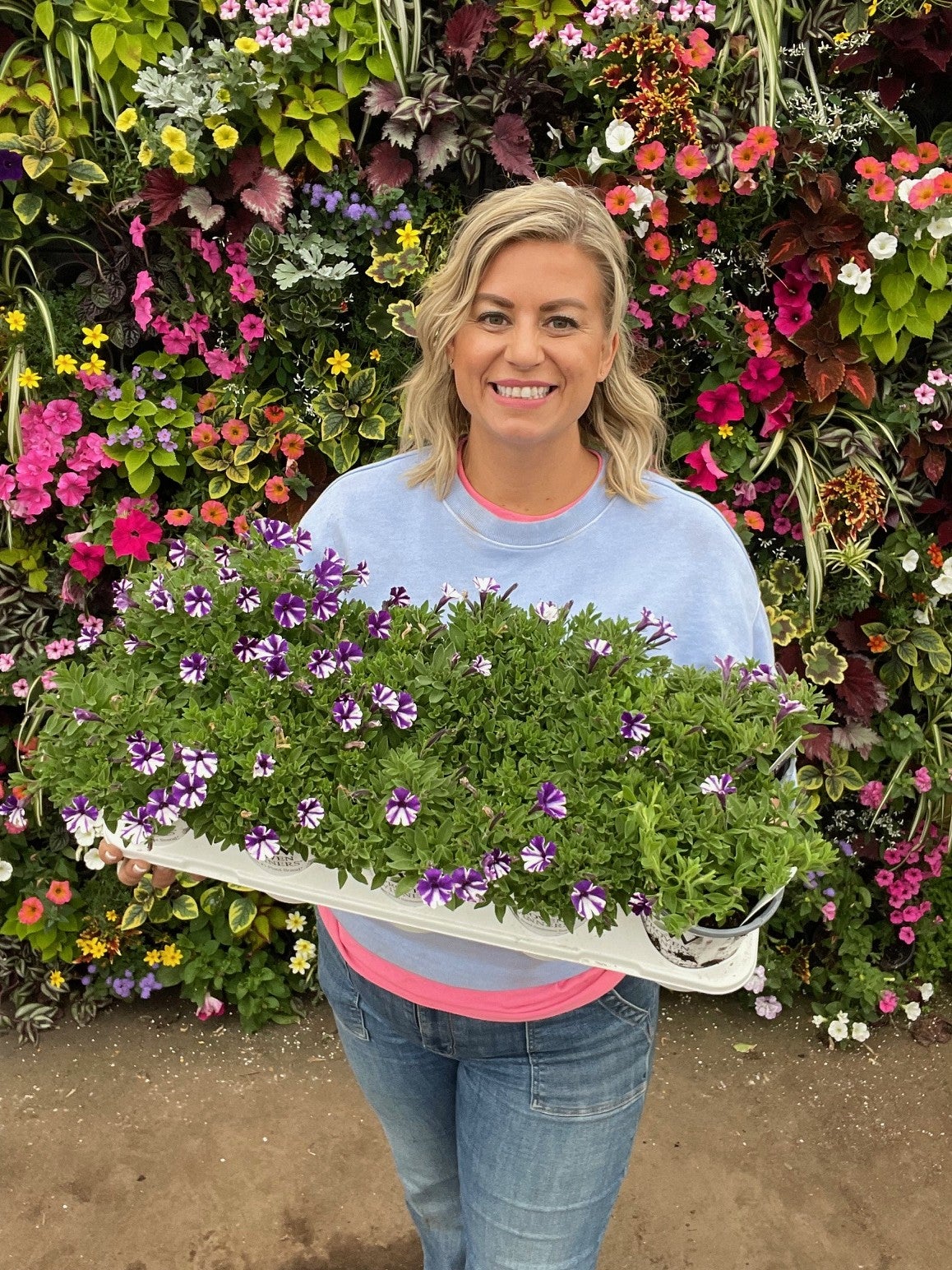 Supertunia Mini Vista® Violet Star Petunia Tray of 10 | Debs