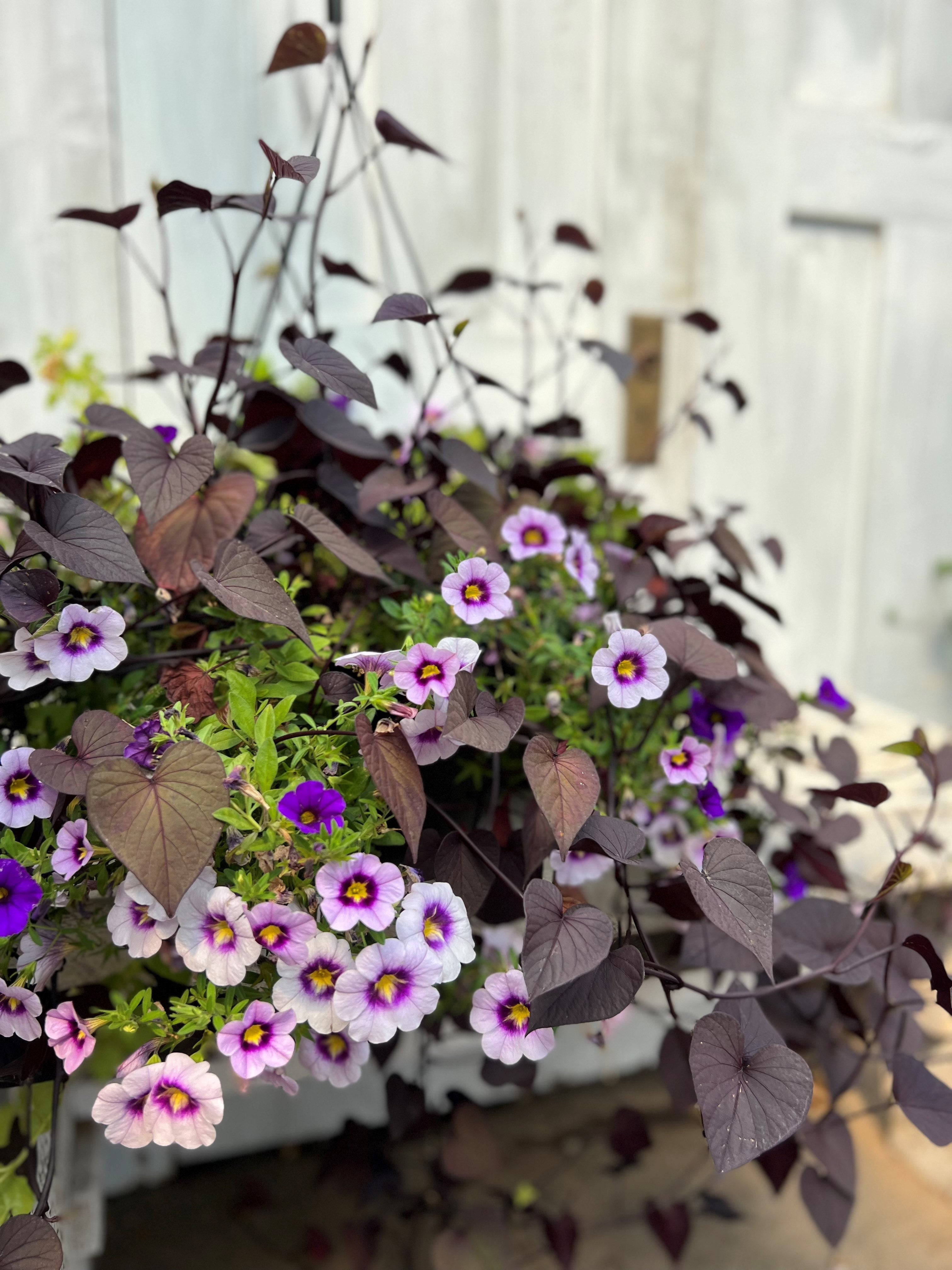 Purple Hummingbird | Debs Greenhouse Garden Centre
