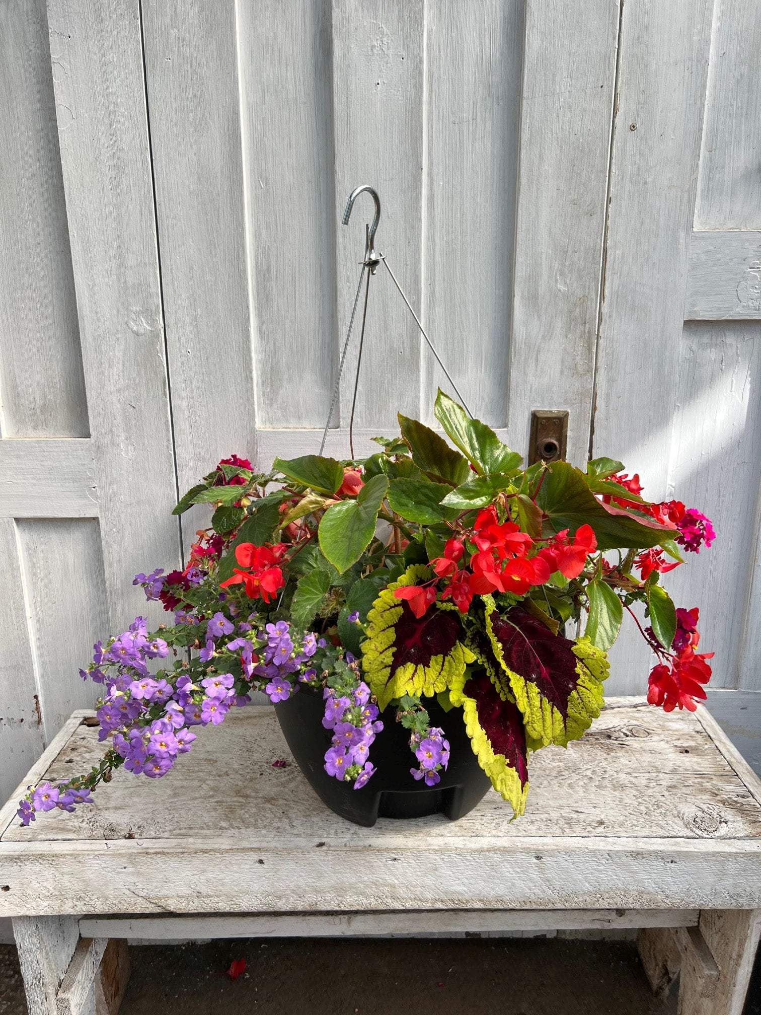 Specialty Shade - Replant Hanging Basket | Debs Greenhouse Garden