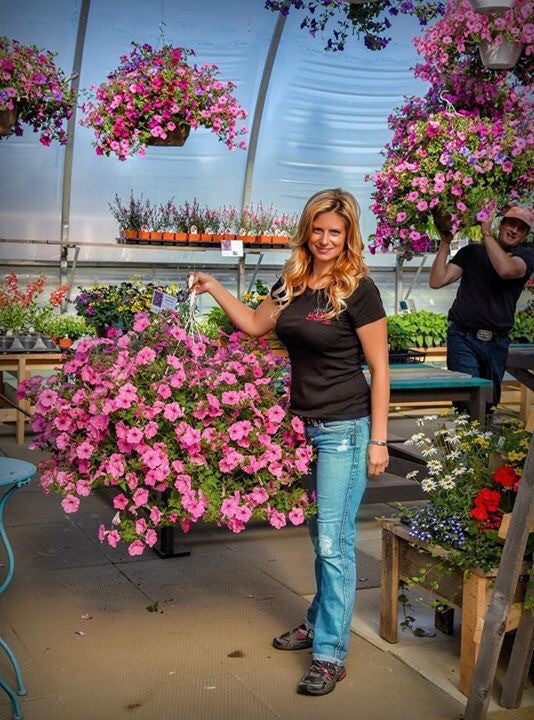 Petunia Supertunia Vista® Bubblegum® | Debs Greenhouse Garden Centre