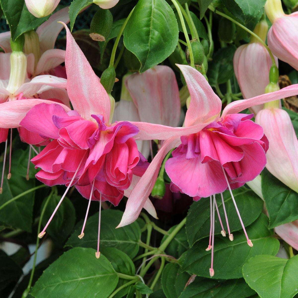 Fuchsia Giant Bella Rosella | Debs Greenhouse Garden Centre