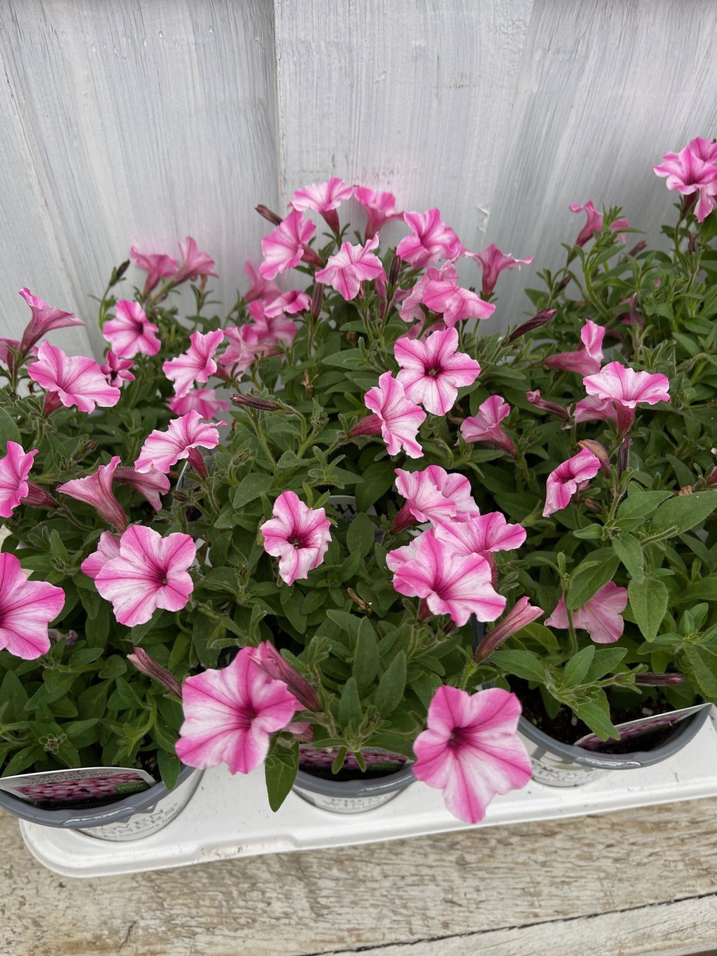 Supertunia Mini Vista® Pink Star Petunia Tray of 10 | Debs
