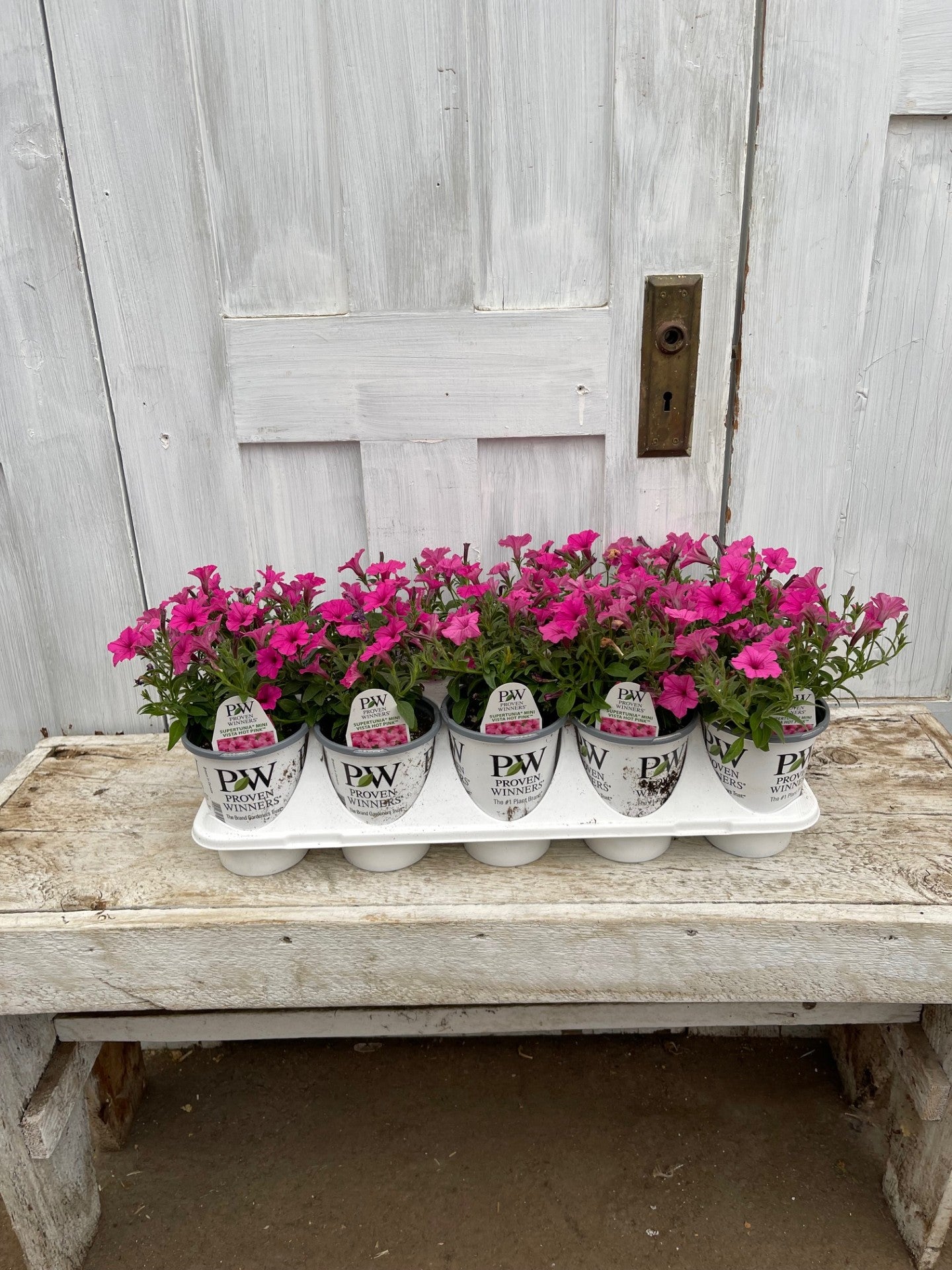 Supertunia Mini Vista® Hot Pink Petunia Tray of 10 | Debs