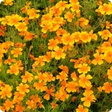 Marigold 2025 | Debs Greenhouse Garden Centre