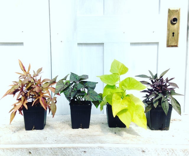 Trailing Vines | Debs Greenhouse Garden Centre