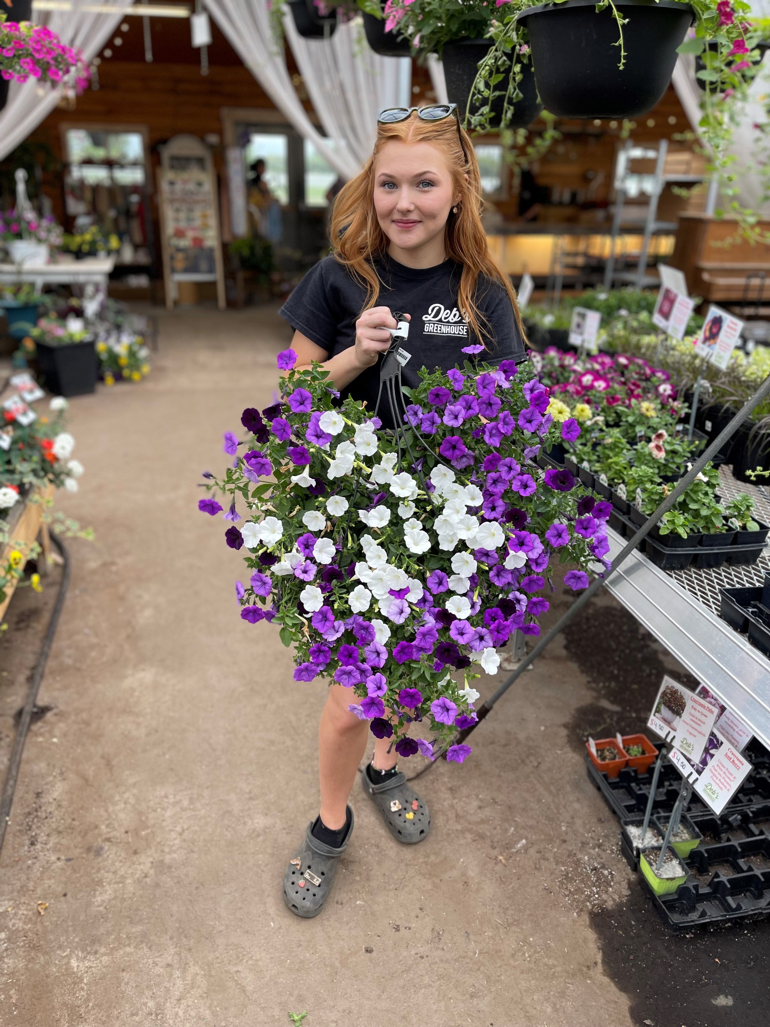 Supertunia Mini Vista® Indigo Petunia Tray of 10 | Debs Greenhouse