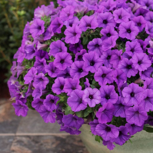 Supertunia Mini Vista® Indigo Petunia Tray of 10 | Debs Greenhouse