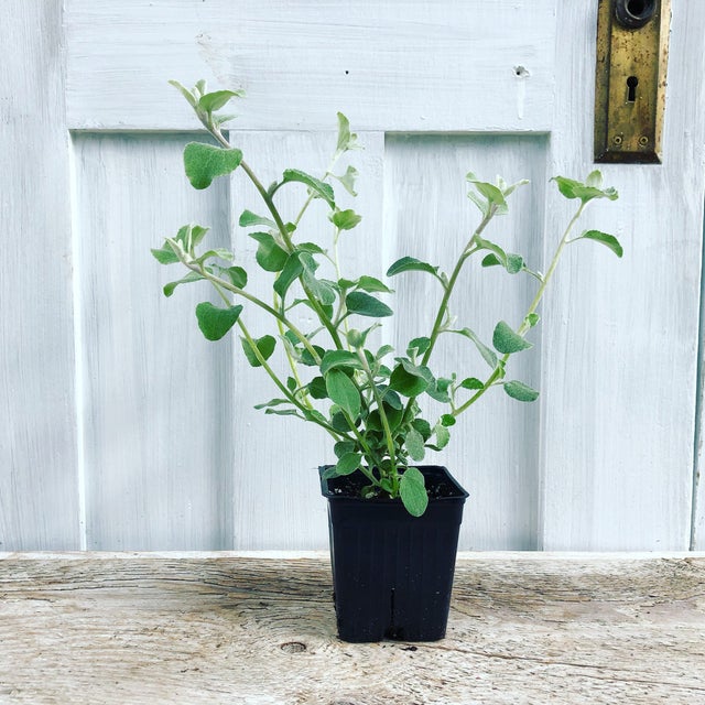 Trailing Vines | Debs Greenhouse Garden Centre