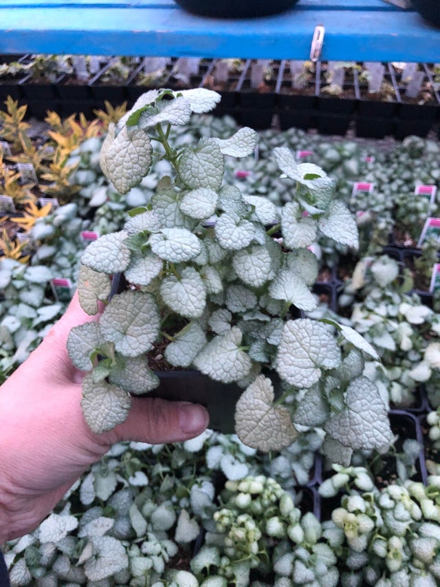 Trailing Vines | Debs Greenhouse Garden Centre