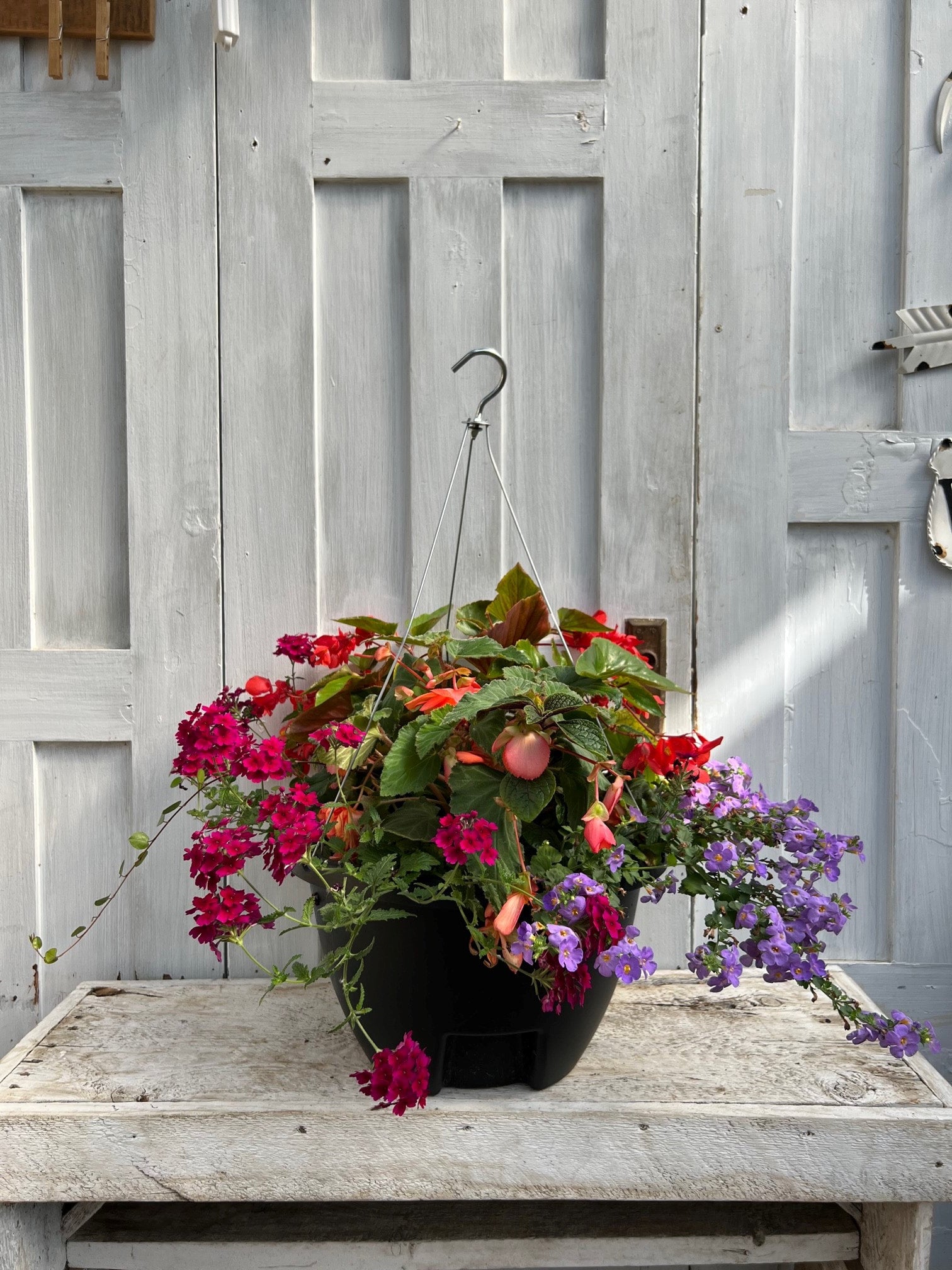 Specialty Shade - Replant Hanging Basket | Debs Greenhouse Garden