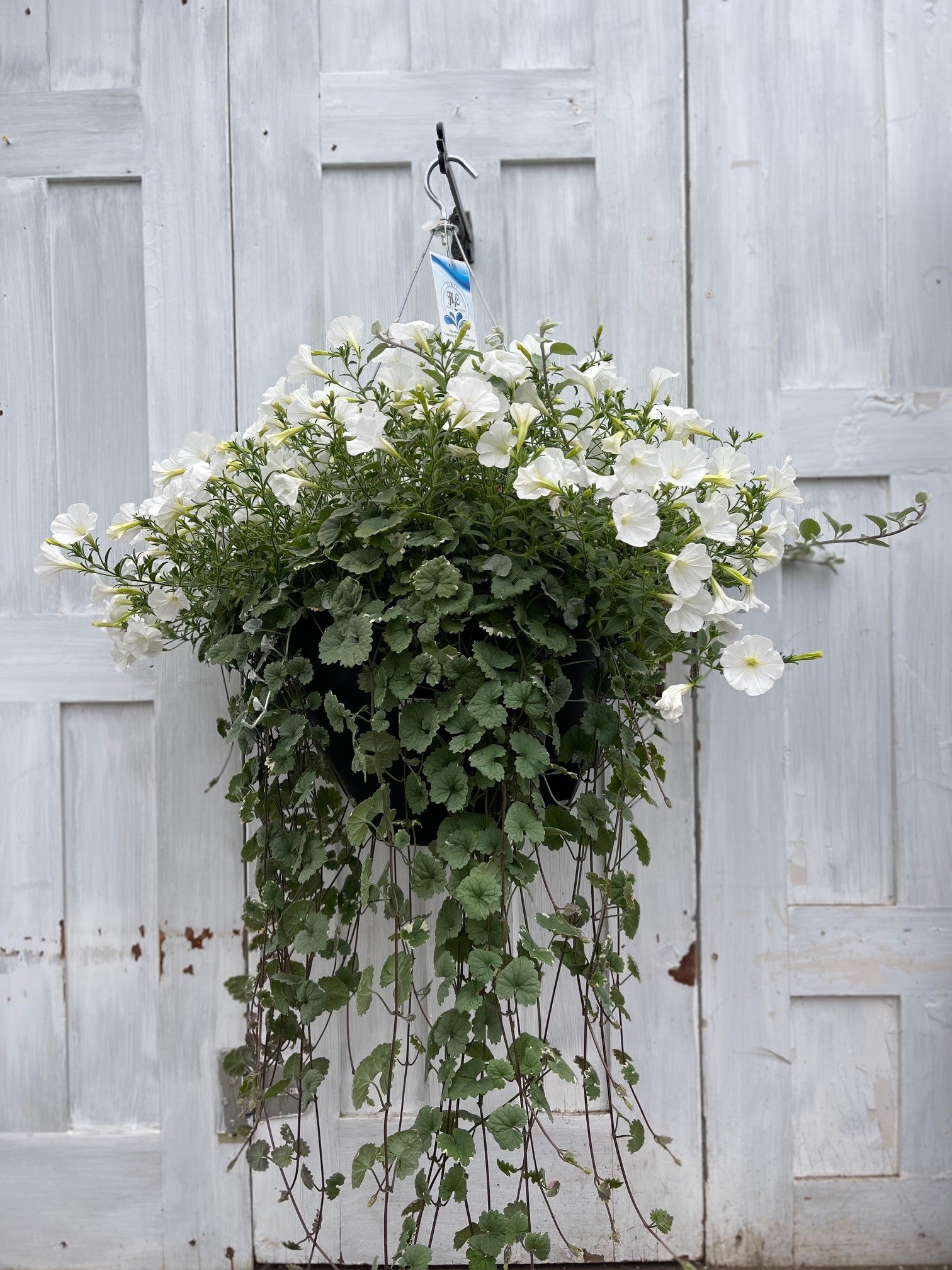 Bridal Shower Combo | Debs Greenhouse Garden Centre