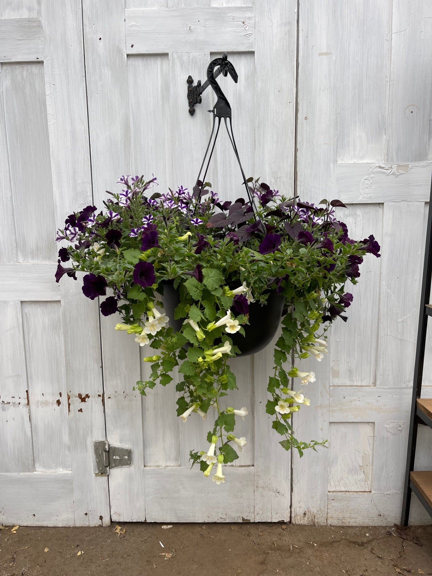 Purple Hummingbird | Debs Greenhouse Garden Centre