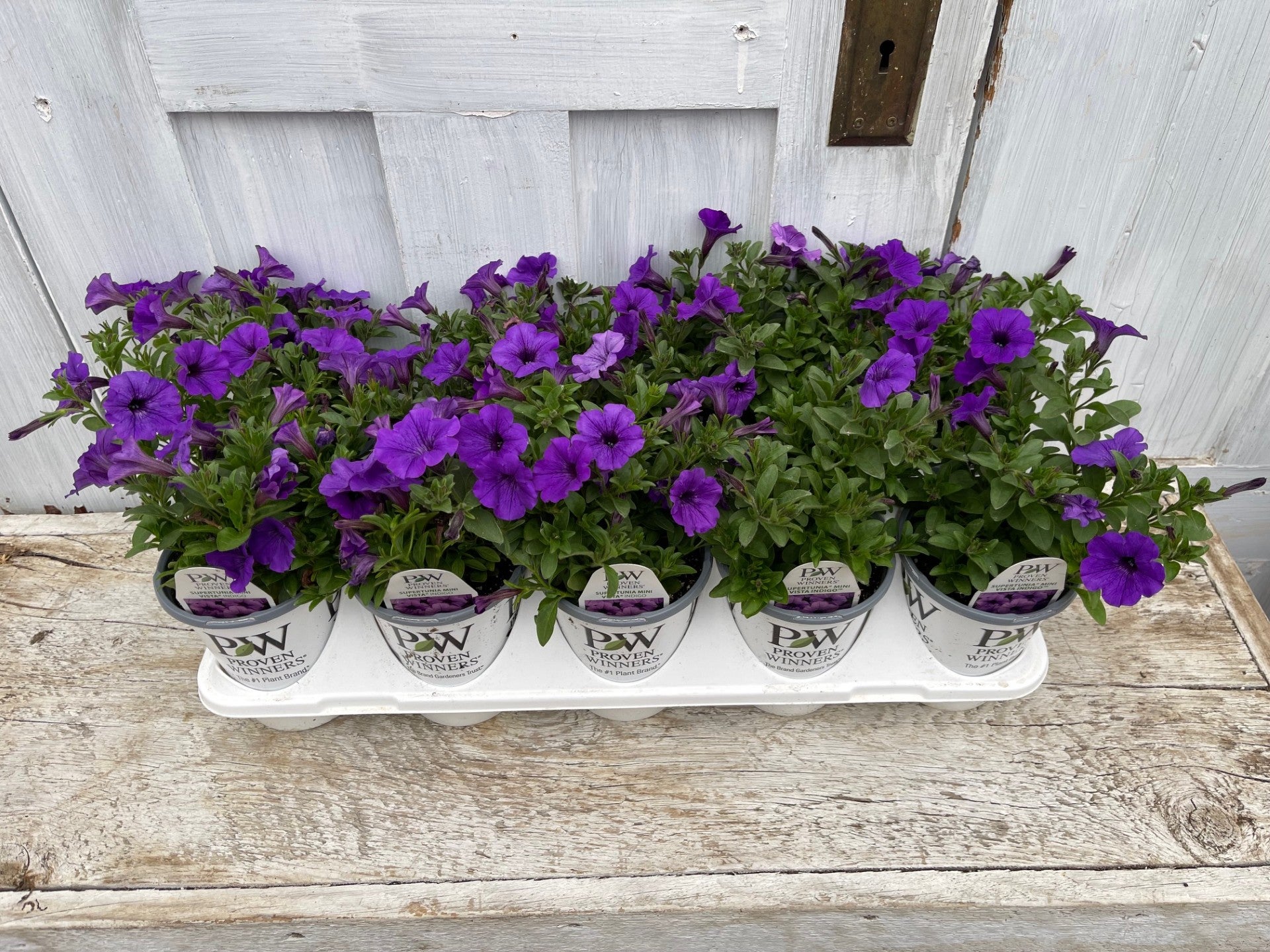 Supertunia Mini Vista® Indigo Petunia Tray of 10 | Debs Greenhouse