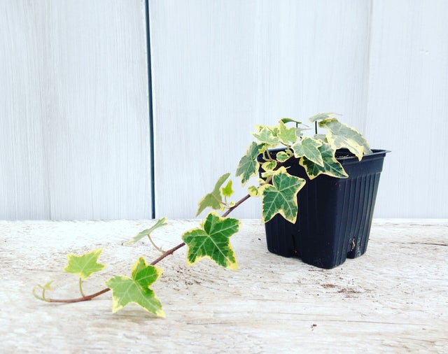 Trailing Vines | Debs Greenhouse Garden Centre