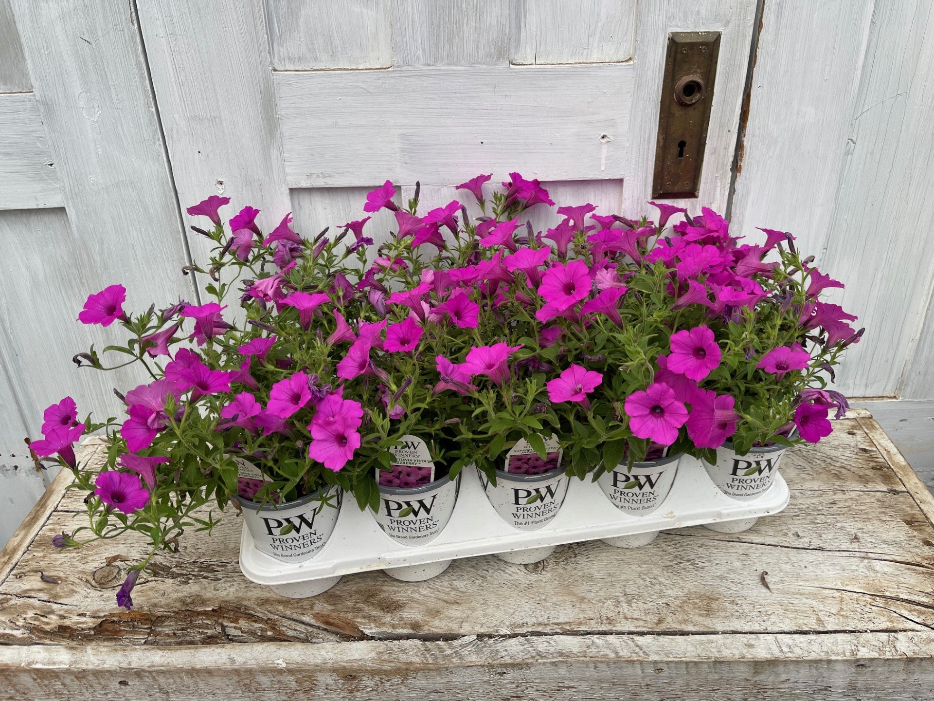 Supertunia Vista® Jazzberry Petunia Tray of 10 | Debs Greenhouse