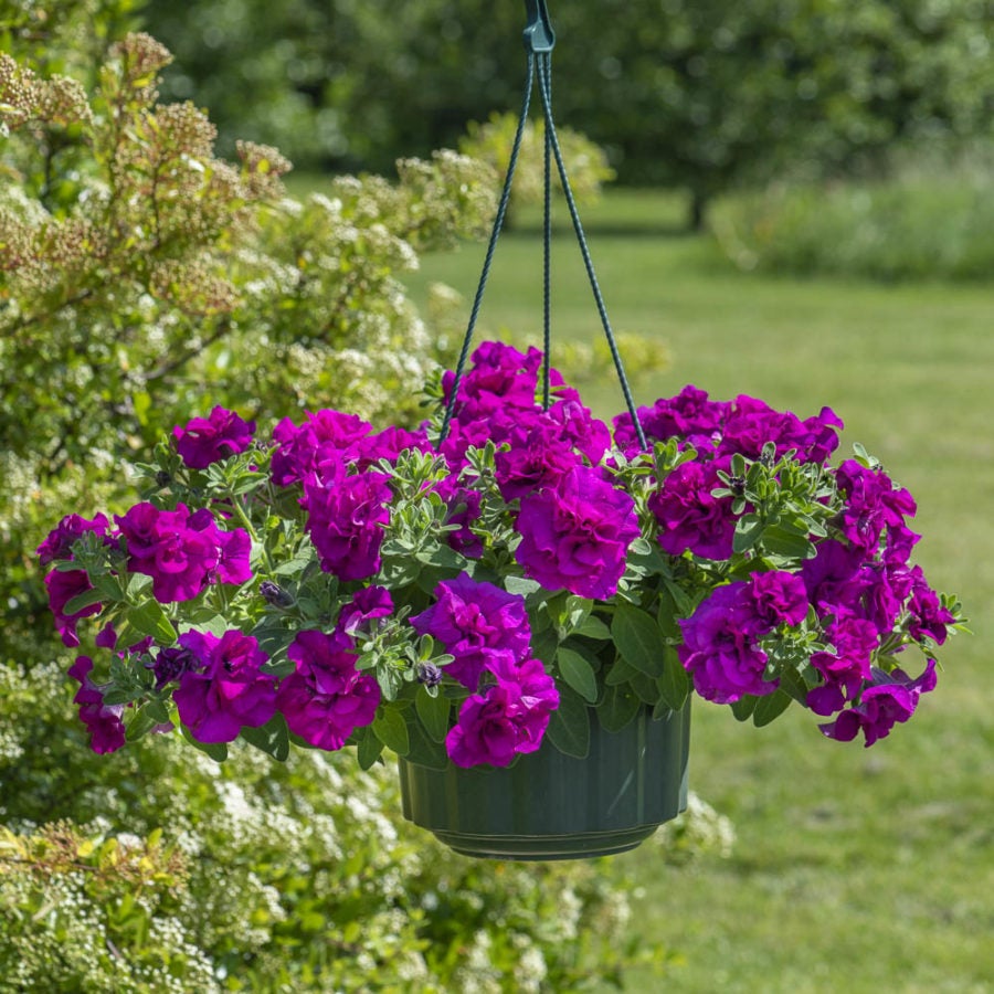 Petunia Double Tumbelina Savanna | Debs Greenhouse Garden Centre