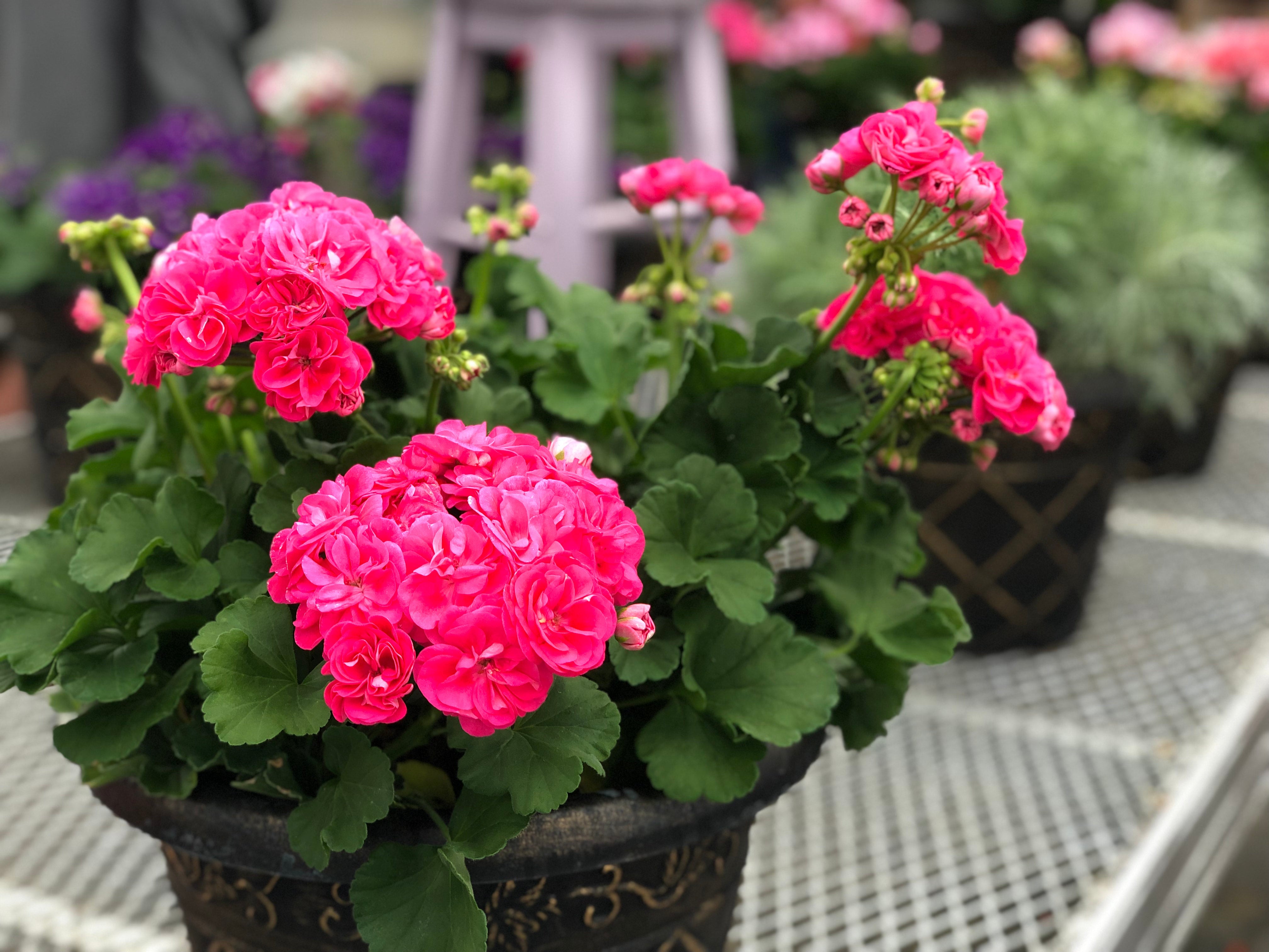 Geranium Patriot Rosalinda Debs Greenhouse Garden Centre geranium-patriot-rosalinda-debs-greenhouse-garden-centre