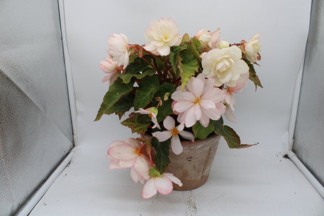Begonias 2026 | Debs Greenhouse Garden Centre