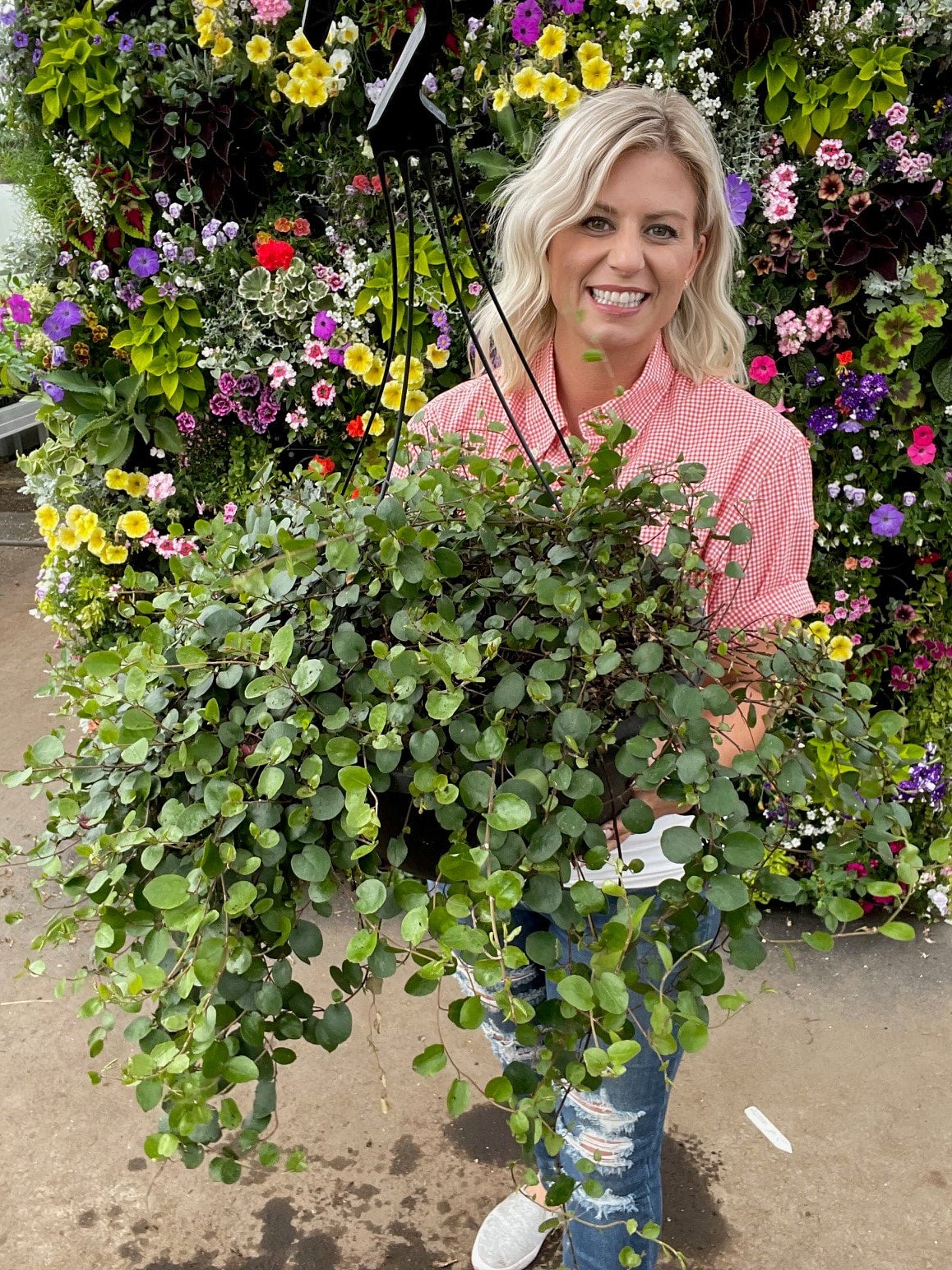 Muehlenbeckia Sealand Large Leaf Wire Vine | Debs Greenhouse