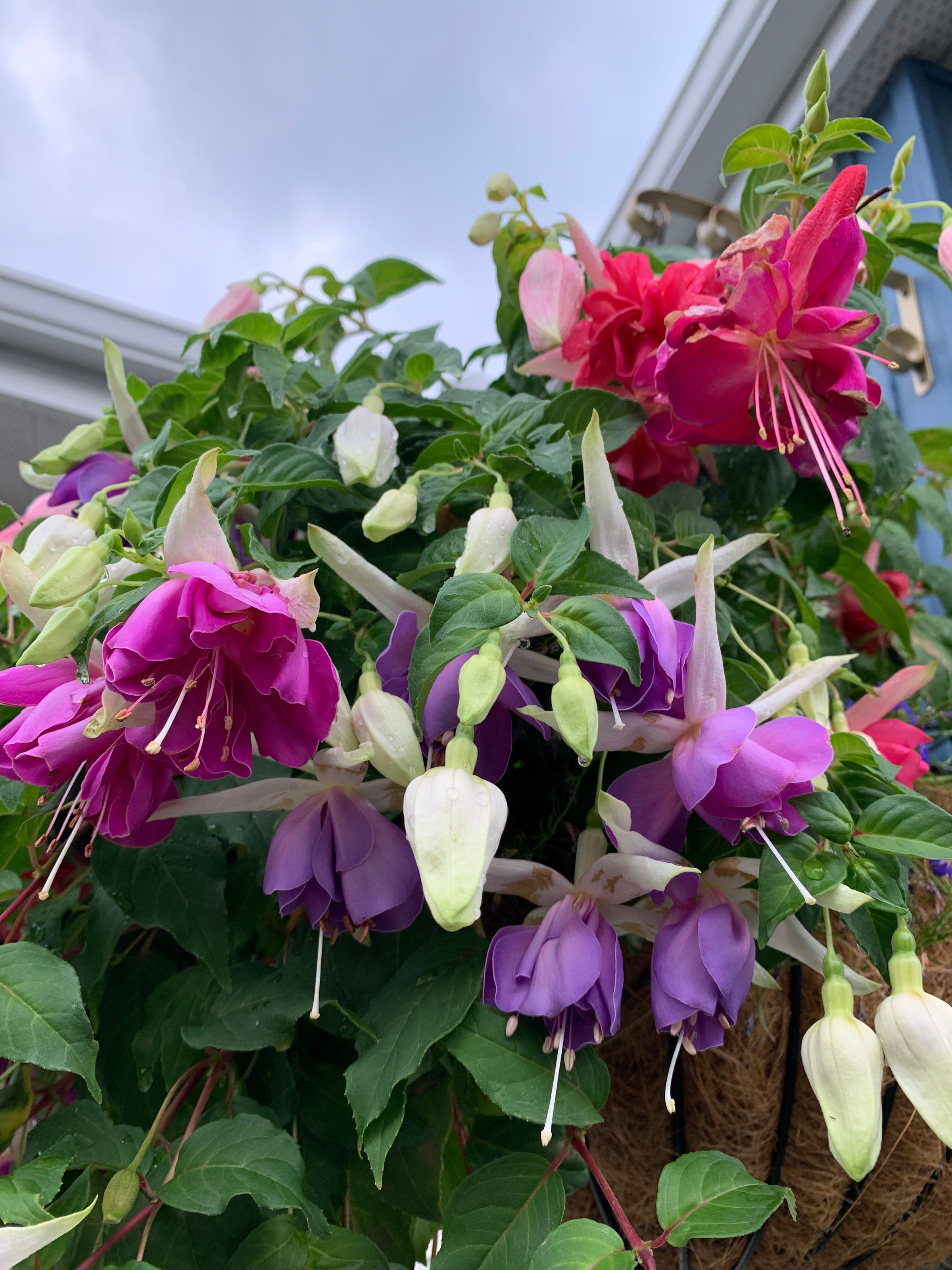 Fuchsia Mix - Replant Hanging Basket | Debs Greenhouse Garden Centre