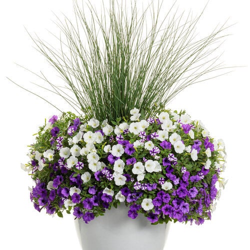 Supertunia Mini Vista® Violet Star Petunia Tray of 10 | Debs