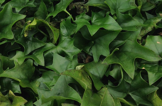 Trailing Vines | Debs Greenhouse Garden Centre
