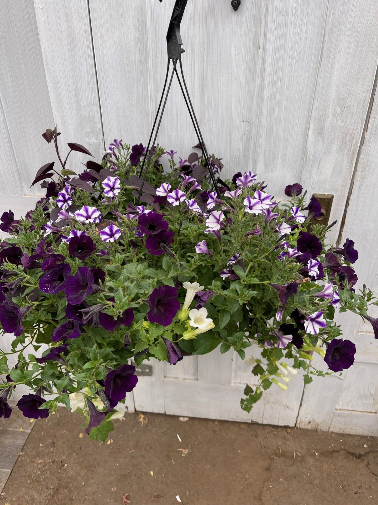 Purple Hummingbird | Debs Greenhouse Garden Centre