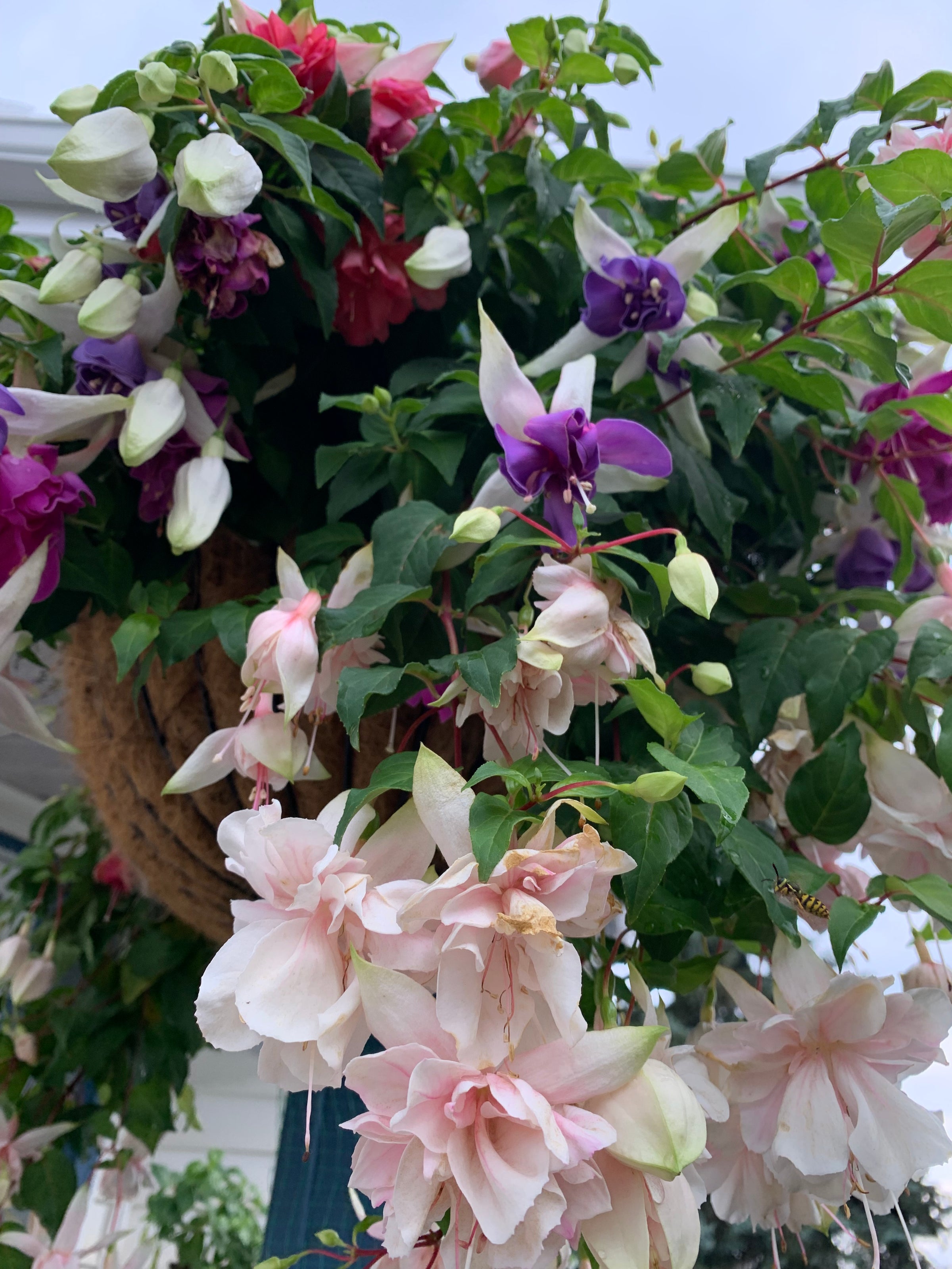 Fuchsia Mix - Replant Hanging Basket | Debs Greenhouse Garden Centre