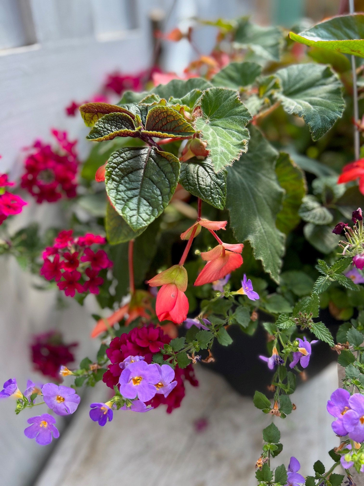 Specialty Shade - Replant Hanging Basket | Debs Greenhouse Garden