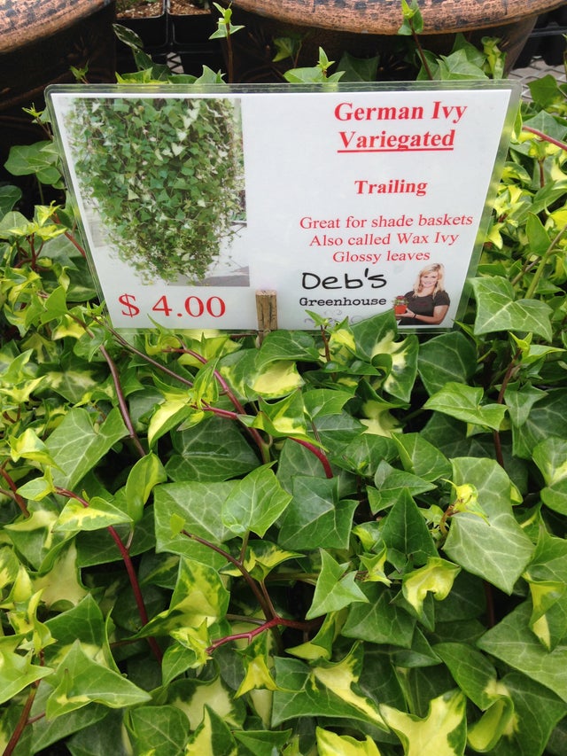 Trailing Vines | Debs Greenhouse Garden Centre