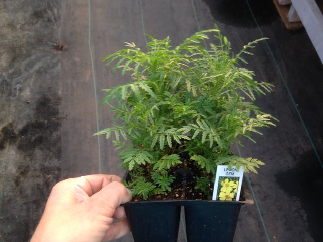 Marigold 2025 | Debs Greenhouse Garden Centre