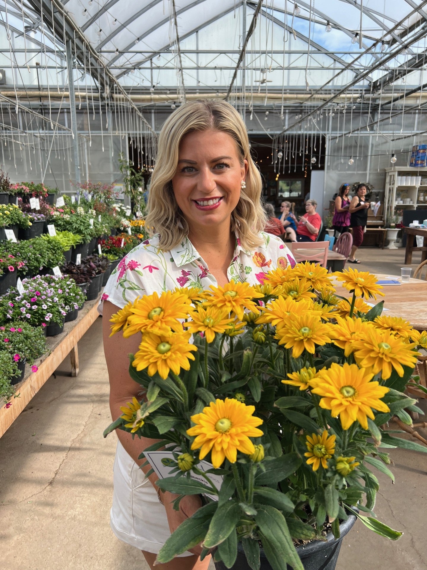 Rudbeckia Sunbeckia Ophelia | Debs Greenhouse Garden Centre