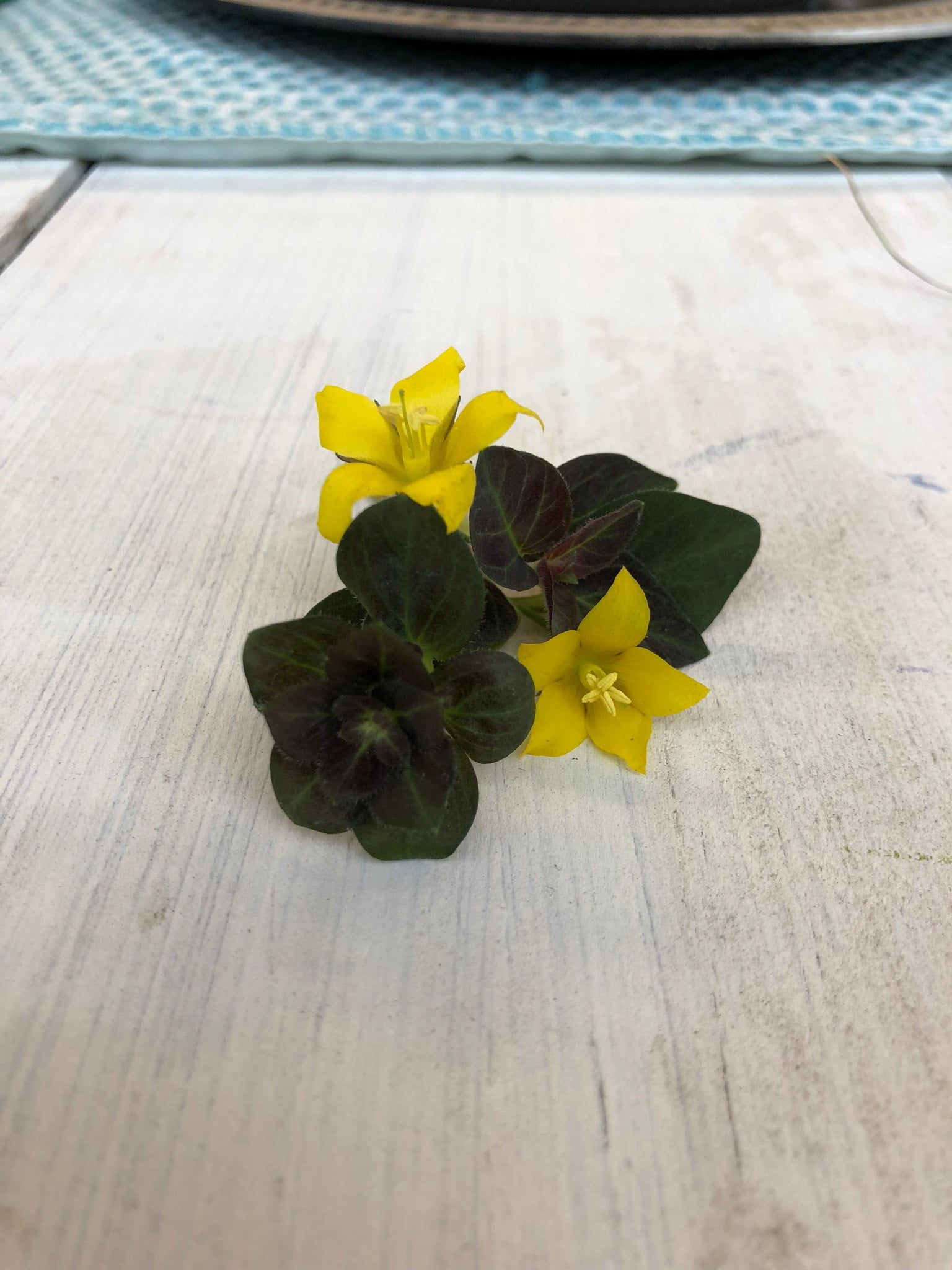 Lysimachia Creeping Jenny Midnight Sun (black) | Debs Greenhouse