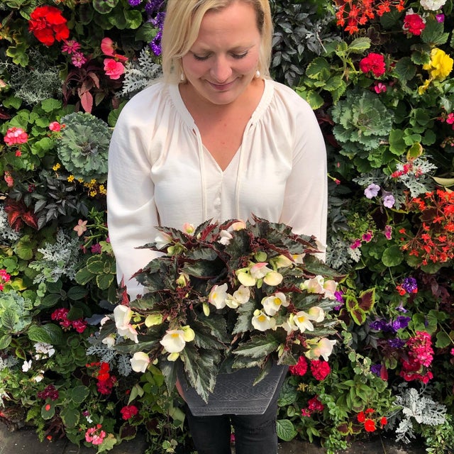 Begonias that prefer Shade 2024 Debs Greenhouse Garden Centre