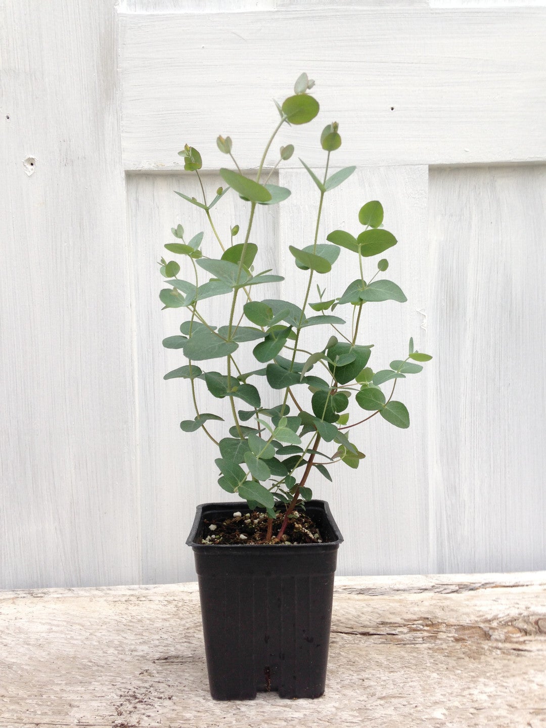Eucalyptus Silver Drop Debs Greenhouse Garden Centre