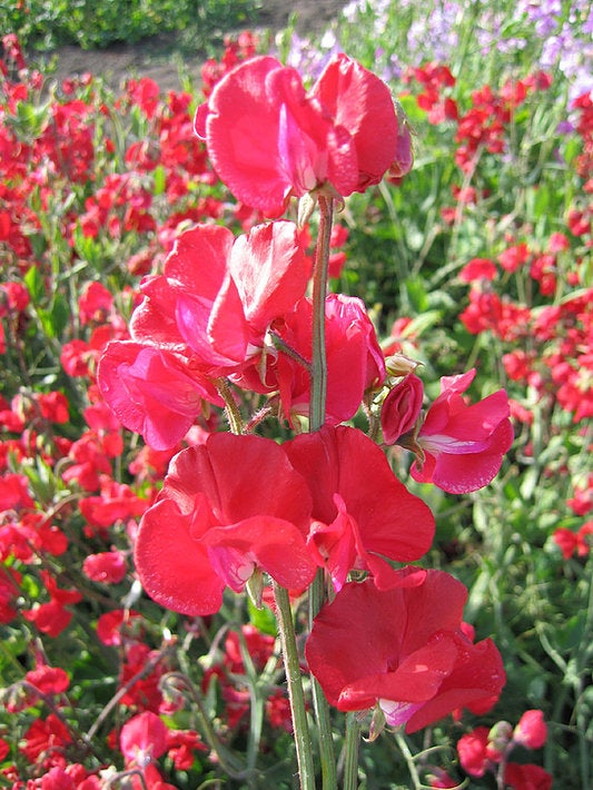 Sweet Pea Mammoth Crimson 6 pack - $6.00 | Debs Greenhouse Garden Centre